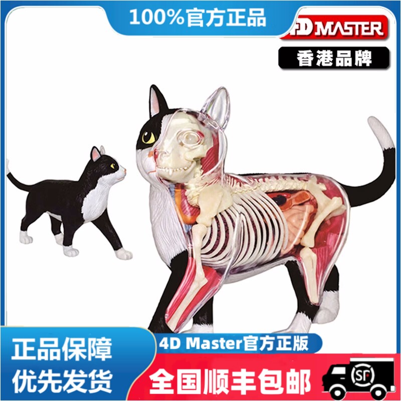 4D MASTER动物黑白猫橘黄猫解剖模型 医学教具益智拼装玩具