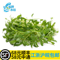 (Blue brand hydroponic)fresh coriander seedling vegetable seedling sprout vegetable hotel decoration plate 20g soilless cultivation