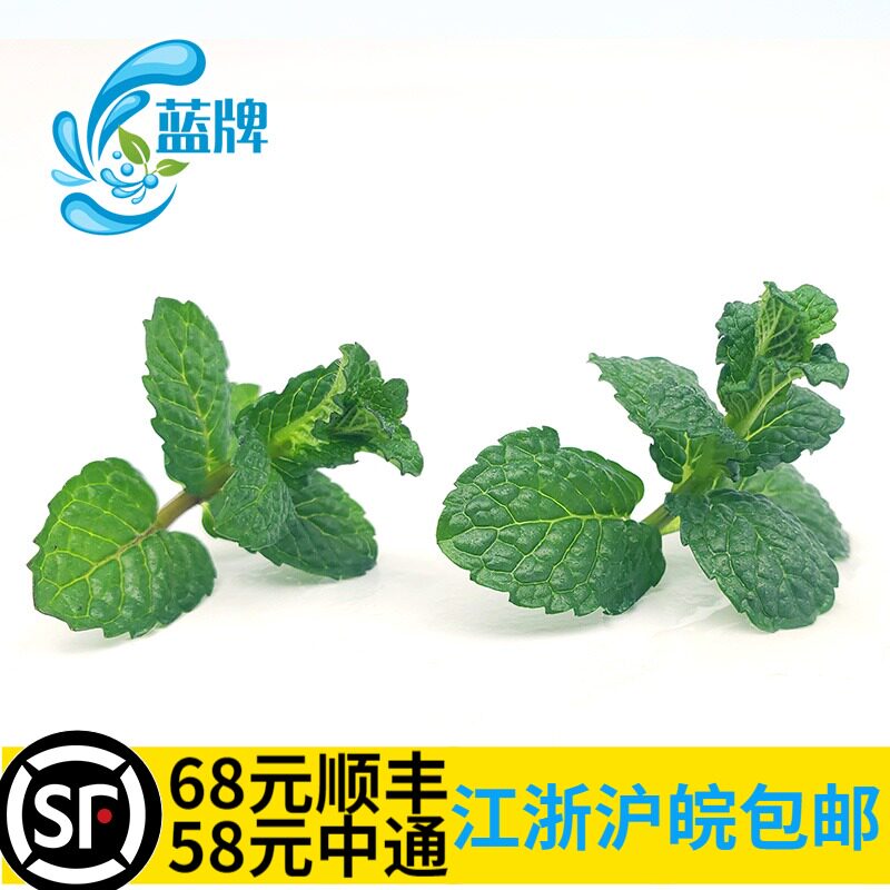 (Blue Brand) Fresh Pure Mint Tip Mint Tips Mint Head Swing Plate Mint Leaves Bake 40