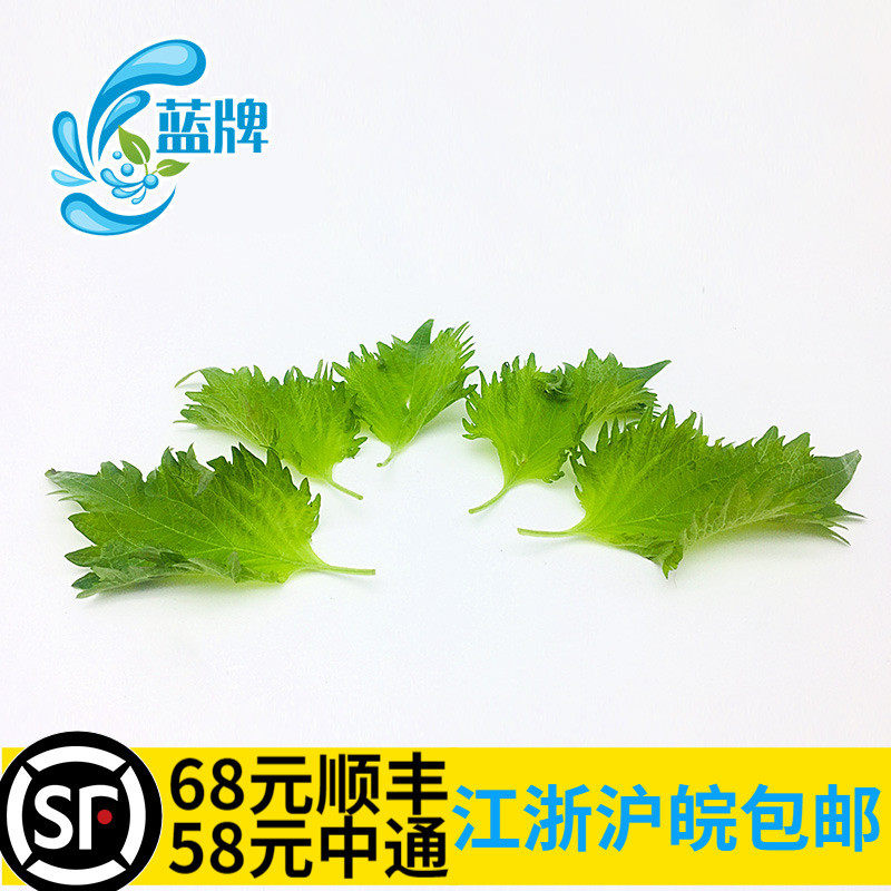 藍牌 新鮮大葉綠紫蘇葉蘇子葉日式紫蘇葉約40片