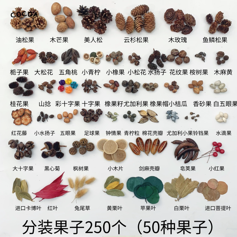 Natural Plant Fruit and Shell Specimens, Leaf Decorations, Refrigerator Magnets, Acorns, Pine Cones, Kindergarten DIY Christmas