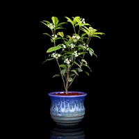 Little Osmanthus [динамика синей ленты] Весь горшок высотой около 18-22 см.