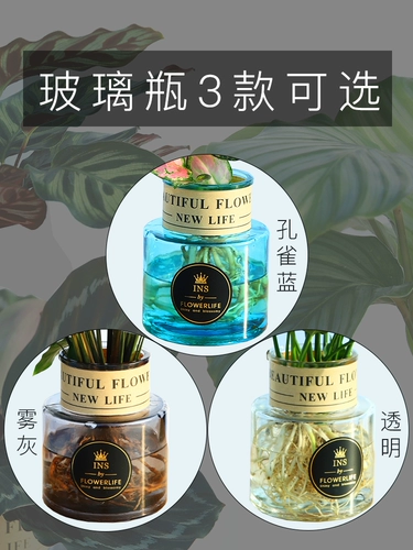 Барбус гидропонный растение стеклянная бутылка, зеленые растения, красные цветы в помещении, зеленый яблочный кошачий глаз, зеленый лист красный красавица