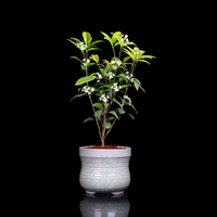 Little Osmanthus [Subtao Glaze] Весь горшок высотой около 18-22 см.