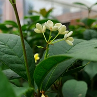 Примечание