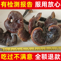 Настоящие сушеные продукты дикой Ganoderma lucidum вымоченные в вине цельные красные Ganoderma lucidum Чанбайшаньская гора черная Ganoderma lucidum ломтики Linzhi нарезанные ломтиками один фунт