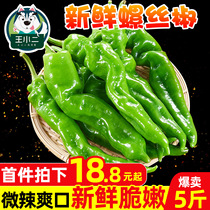 Wang Xiaoer Hubei Screw Pepper Fresh Green Pepper Vegetable Farmers Self-grown Long Chili Pepper Wholesale 5 Jin