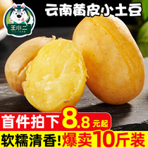 Yunnan yellow skin small potatoes fresh potato farmers self-grown mini potato vegetables 10kg whole Box Wholesale