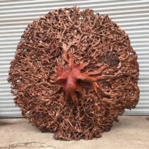 Cliff cypress root carving ornaments aging with the type ebony gold silk Nan beauty living room large natural original ecological Taihang wood carving