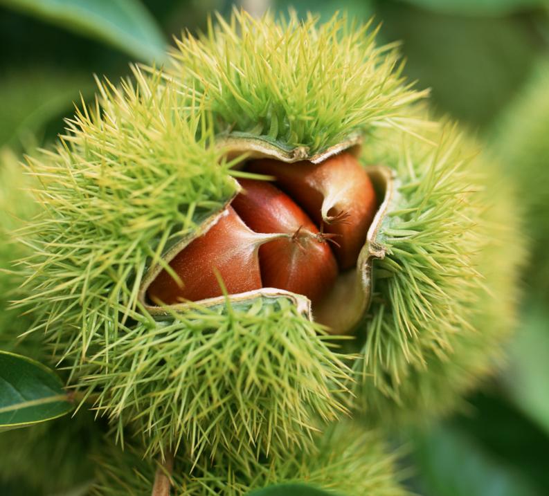 刺栗子去壳机_介绍板栗怎么剥毛刺