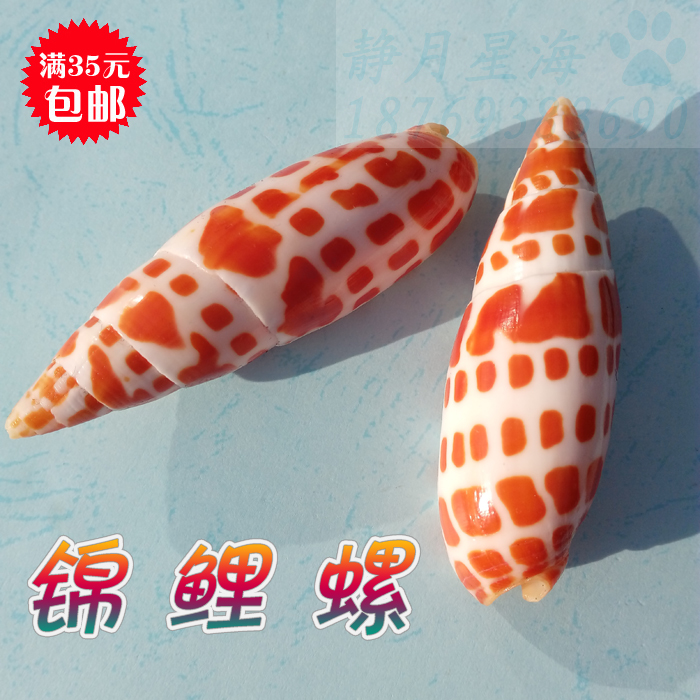 Natural sea snail shell brocade carp Creativity Fish Tank aquarium building View home Decorative Wall Stickland Desk Shop Window Hem