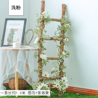 Абрикос 13 -головокружение цыпленка винограда