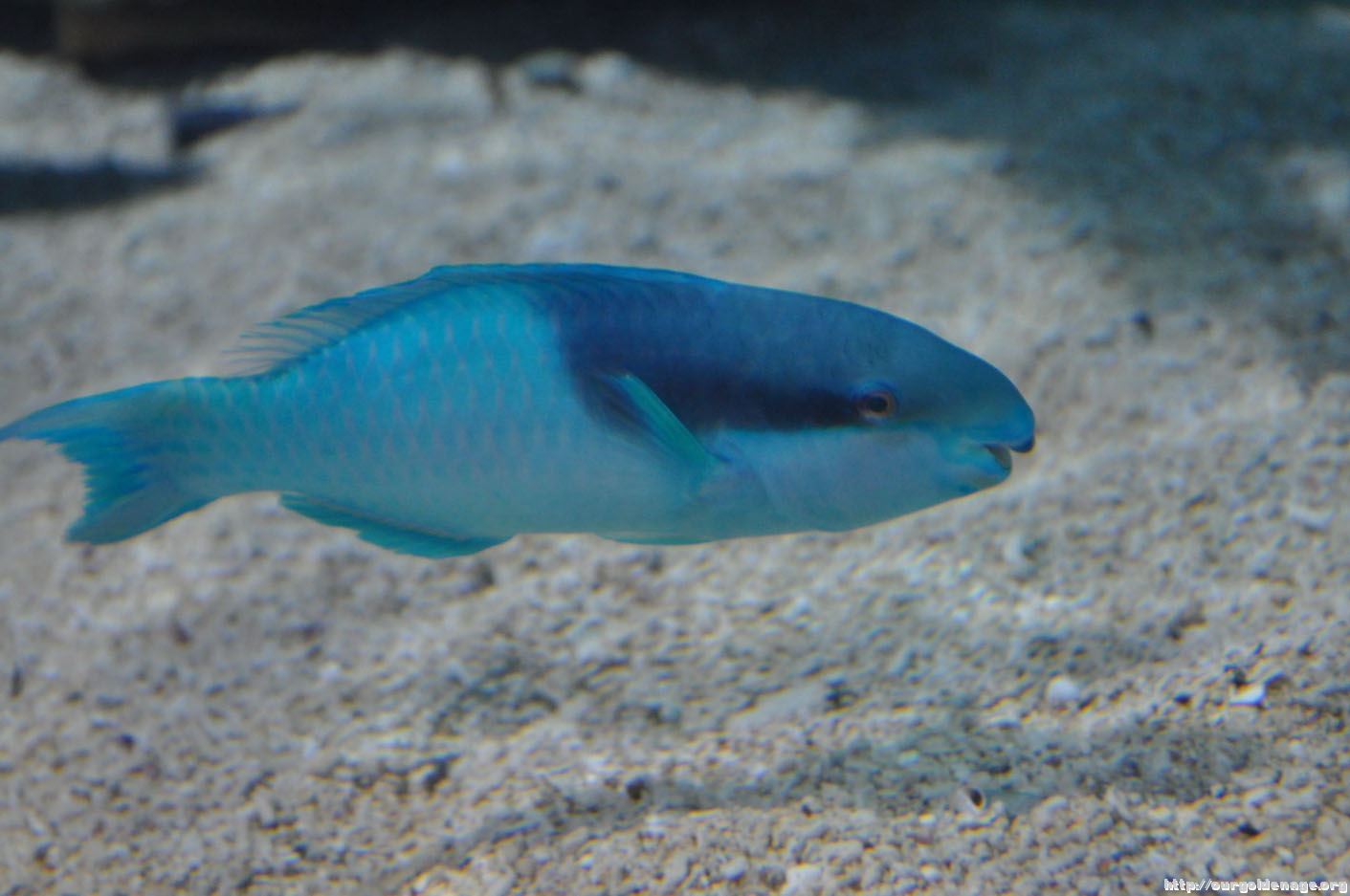 海水觀賞魚常見的三種疾病及其防治方法 淘寶海外 海水觀賞魚常見的三種疾病及其防治方法 淘寶海外