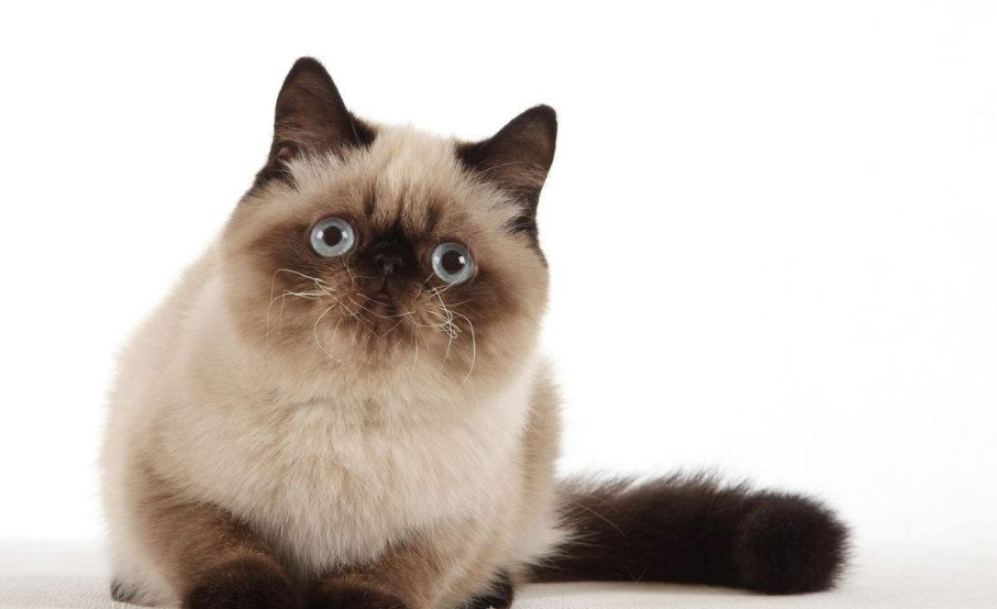 主子食欲差,猫奴不必慌张!