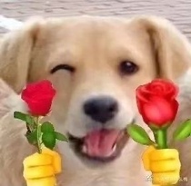 Your dog will smile happier after purchasing it