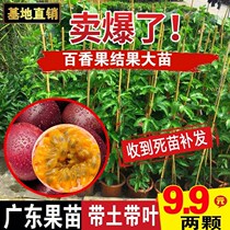 Hundreds Aroma Fruits eggs frugage fruit trees Miaoli scents Terrace Farma Golden Fruit Season of potted patio Courtyard Balcony fruit Miao