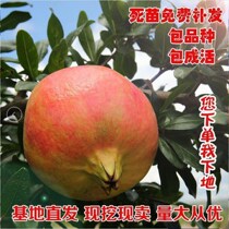 Pomegranate Tree Sapling Tunis Soft Seed Patio Fruit Tree Potted South North Planting Extra-large Seedless Pomegranate Saplings