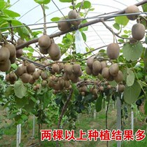 Macaque Peach Sapling Soft Date Red Heart Macaque Berry Peach Marrying Fry South North Planting Courtyard Potted Plant Planted Fruit Tree Seedlings