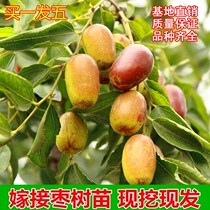 Graft Zaoshu Miao South extra-large Planted Courtyard Potted balcony Stained Winter Date result South Northern Planted