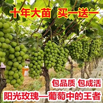 Grape Sapling Sunshine Rose Grape Seedlings Potted Plants Planted Climbing Vine Seedlings South North Planting The Year Results