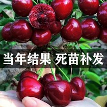 Cherry Sapling Dwarfs Large Cherry Fry to marry Miao Potted plant South Northern Planted Balcony Patio Tree Seedlings