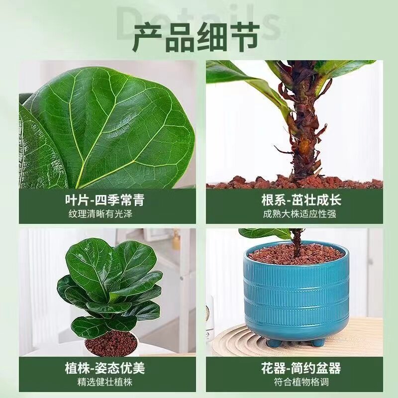 琴叶榕:客厅里的空气净化专家与绿意守护者_保暖服装_淘宝服装网