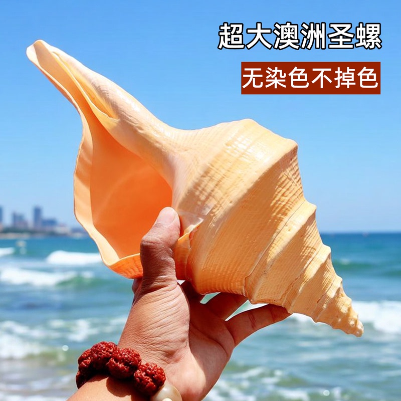 Extra-Large Australian Conch Natural Shell, Undyed and Non-Fading, Decorative Collectible Ornament, Can Be Used as a Trumpet