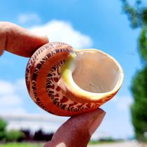 Guwenluo natural small conch shell hermit crab replacement shell fish tank landscaping childrens toys marine life collection