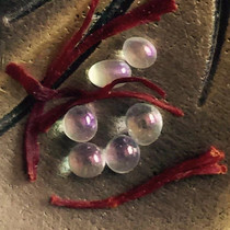  Shakyamuni Buddha crystal spit solid son 49 yuan 15 Ga Wu box for Stupa offerings