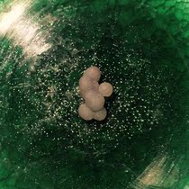  Shakyamuni Buddhas translucent bone solid son has proliferated with only one fate Relic Gawu