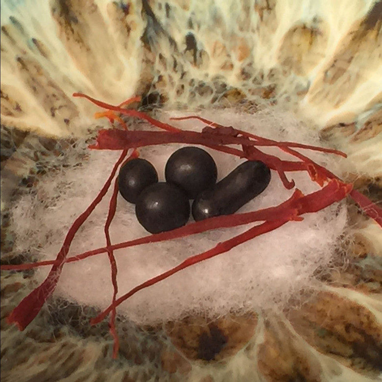 Shiga golden brown black hair sturdy sub Shelita Gawu box supplies