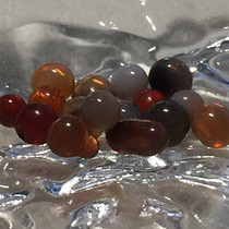 Nepal Shakyamuni Buddha derived F (fee)solid son for Ga Wu Box Stupa