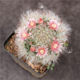 Real cactus ball seeds sow good succulent plants small potted anti-radiation flower package novice desktop green plants