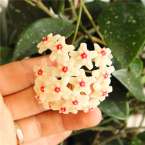 Flowers and potted plants for the Four Seasons