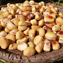2024 Luotian Chestnut Raw Fresh Tender White Chestnuts Hubei Farm Freshly Picked White Shell Tender Chestnuts Ready to Eat