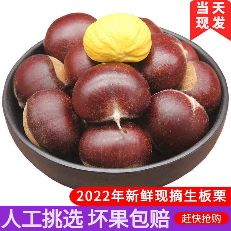 Luotian chestnut raw fresh chestnut old tree chestnut Hubei specialty farmer now pick the current hair boss chestnut instant food