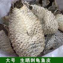 Raw Sunburned Thorn Turtle Skin Wild Sea Hedgehog Thorn Dolphin Skin Thorn Turtle Skin Dry Goods Sea Urchin Skin Beihai Large Thorn Turtle Fish Skin