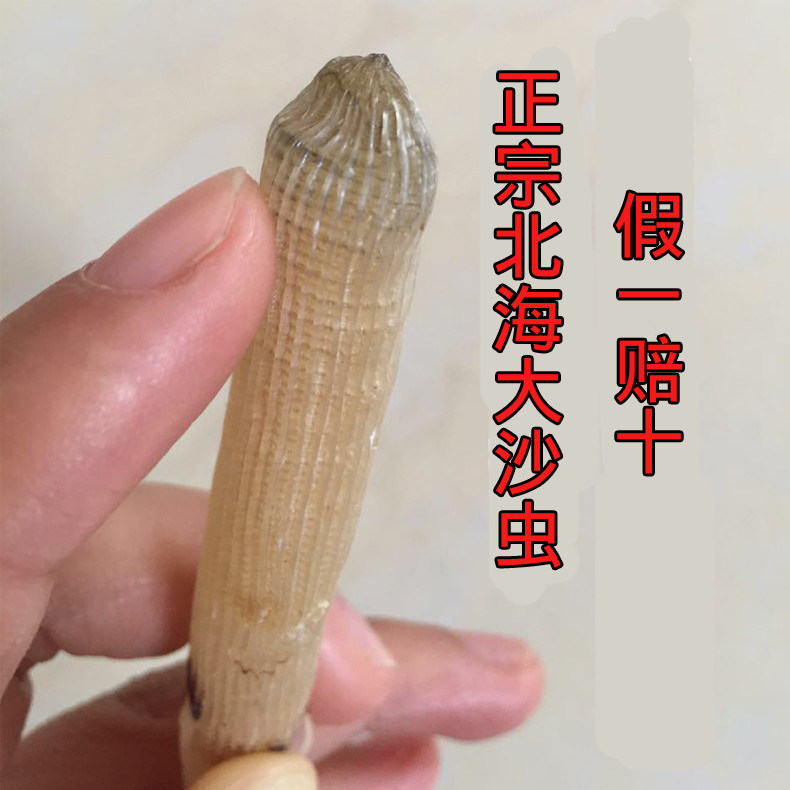 Bed Supplement for the dry sand insect in North Hai Special Production Wild Non-Zhanjiang Sardworm Extra Grand Surface Bed