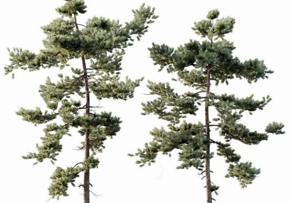 图片[1]-【3D模型】高细节松树 3D 模型-PoseAe视频创意库