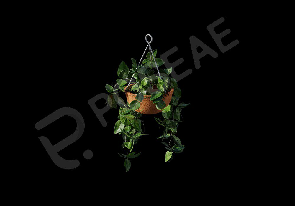 【3D模型】吊兰绿萝3D模型-PoseAe