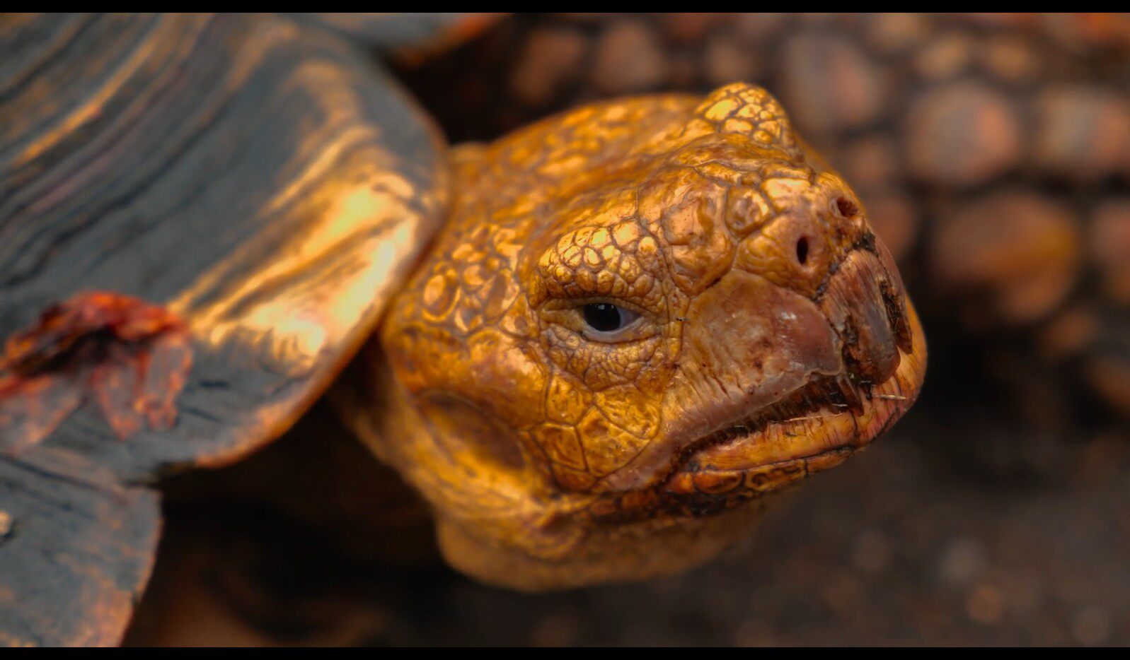 【实拍视频】乌龟特写视频-PoseAe