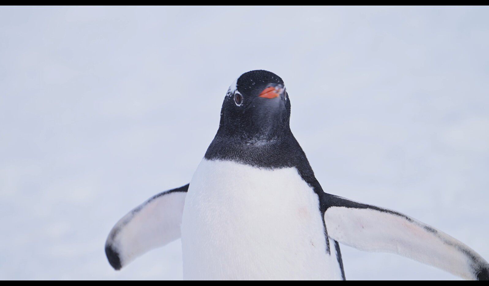 【实拍视频】可爱企鹅视频素材-PoseAe