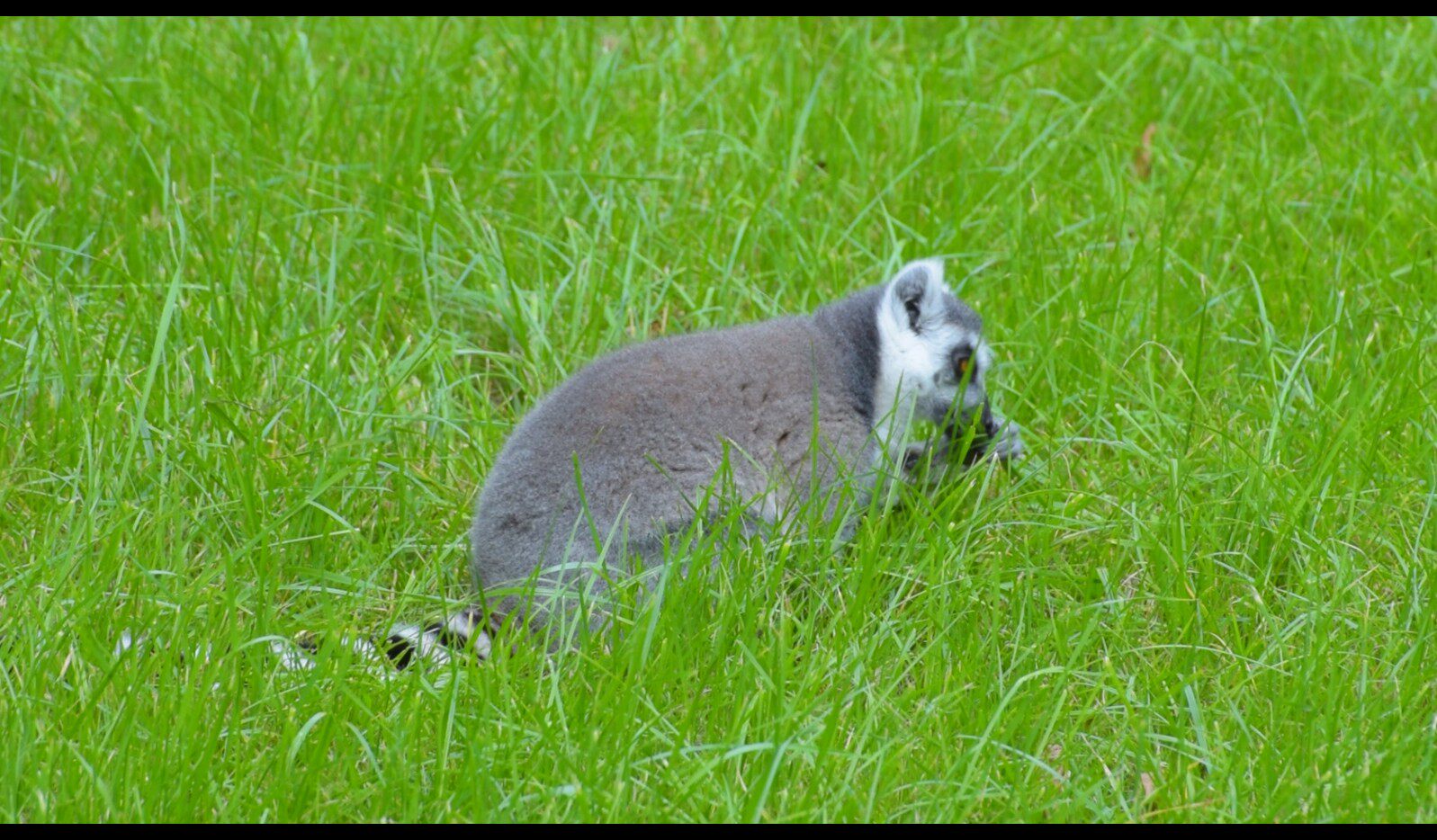 【实拍视频】环尾狐猴视频素材-PoseAe