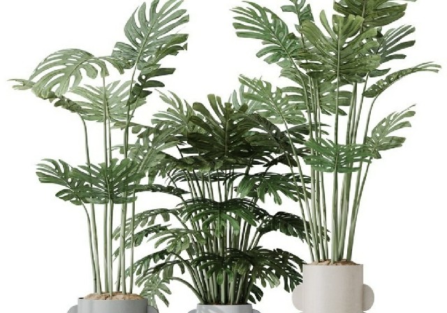 【3D模型】龟背竹盆栽 3D 模型-PoseAe