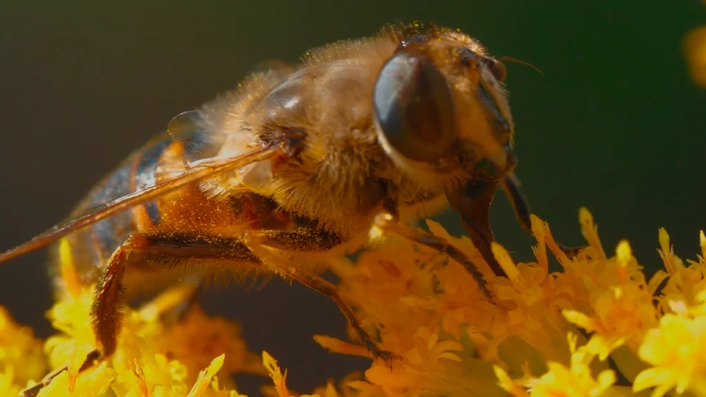 【实拍视频】大自然蜜蜂采蜜特写-PoseAe