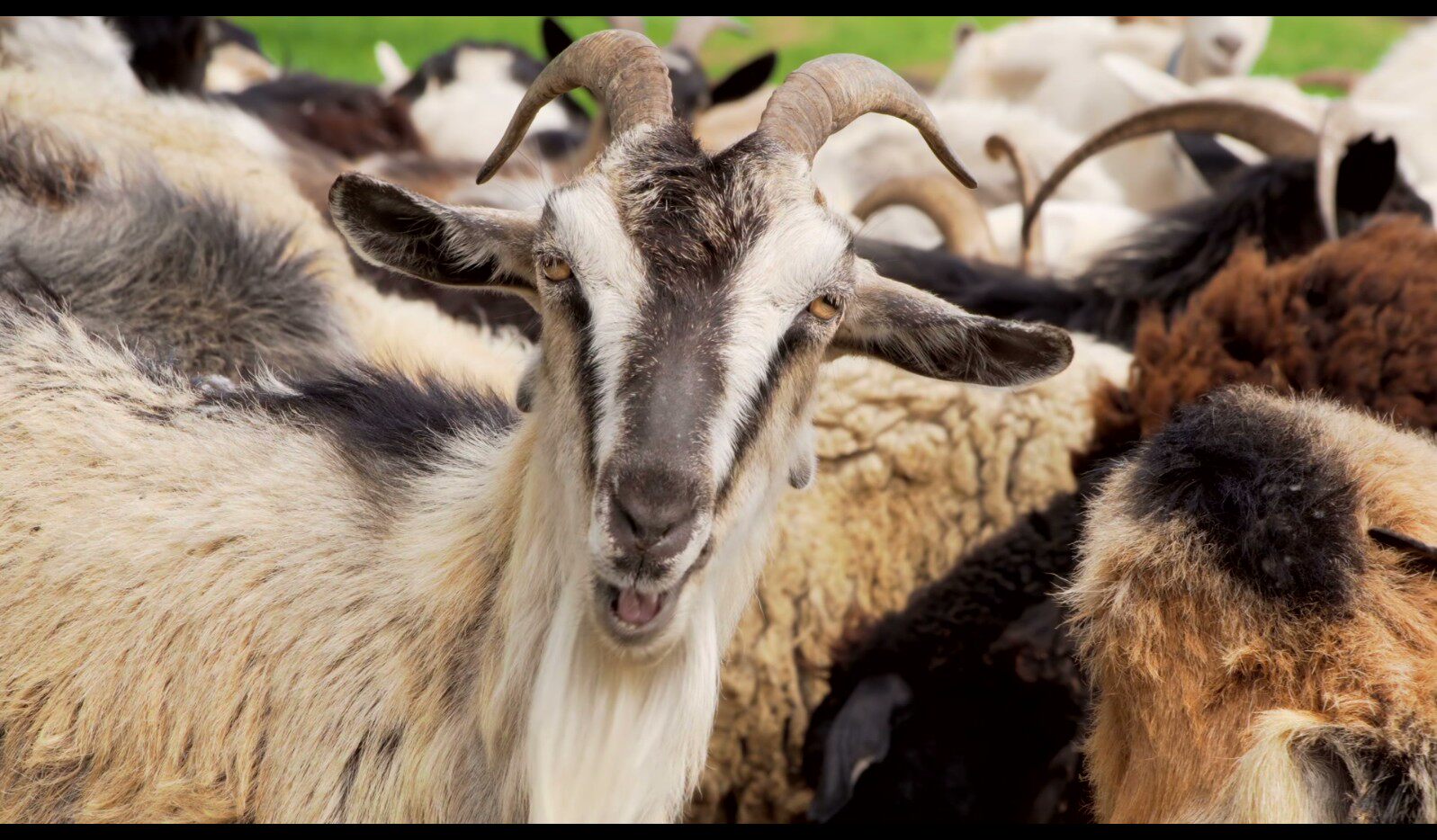 【实拍视频】山羊实拍素材-PoseAe