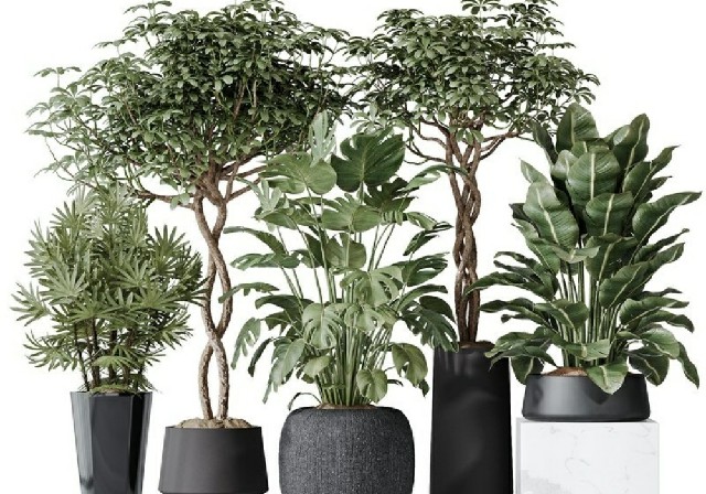 【3D模型】多品种室内绿植盆栽 3D 模型-PoseAe