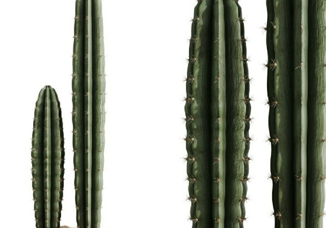 【3D模型】高细节仙人掌 3D 模型-PoseAe