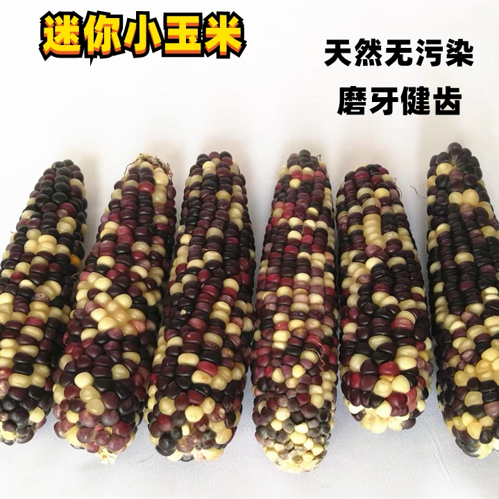 Hamster food nutrition staple food small hamster supplies small corn molars squirrel rat feed golden bear food snacks