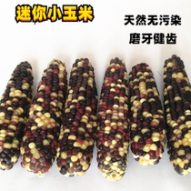 Hamster Grain Nutrition Staple Grain small hamster Supplies small corn grinders Tooth Rat Feed Golden Silk Bear Food Snacks